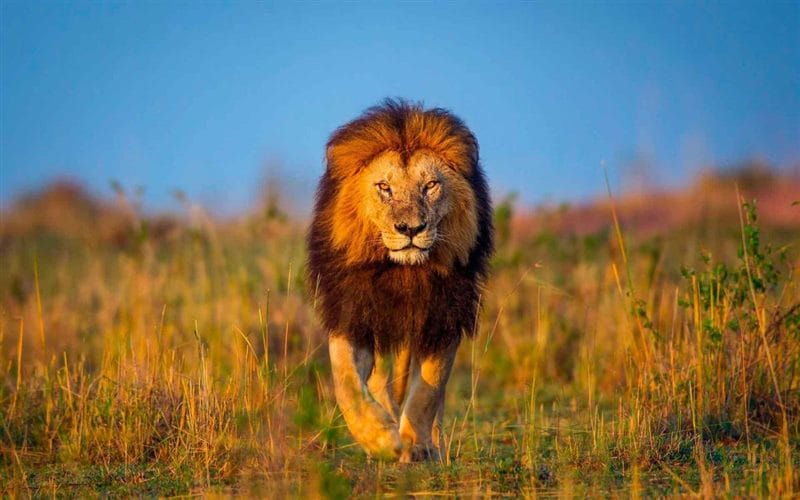 Картинки льва на аву (100 фото) #94