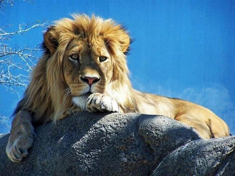 Картинки льва на аву (100 фото) #72