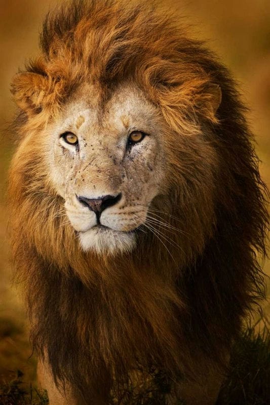 Картинки льва на аву (100 фото) #70