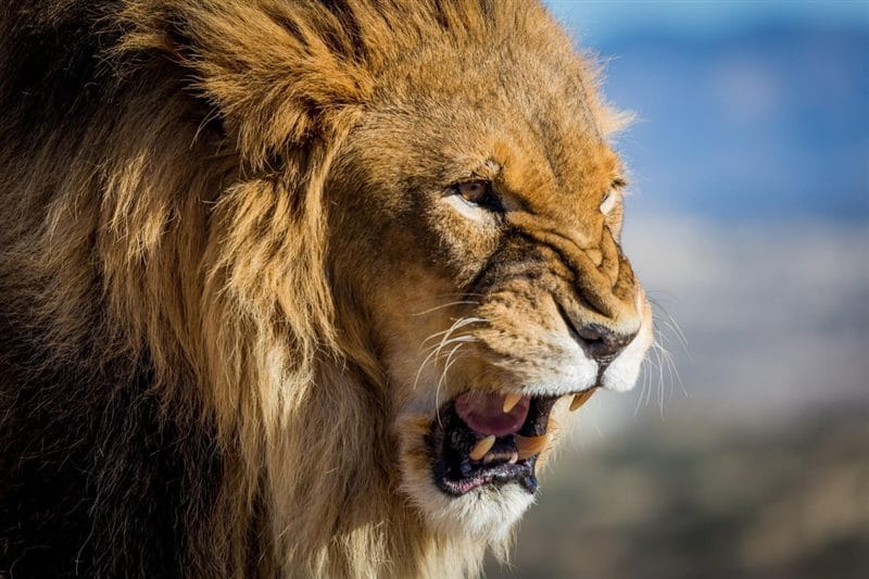 Картинки льва на аву (100 фото) #68