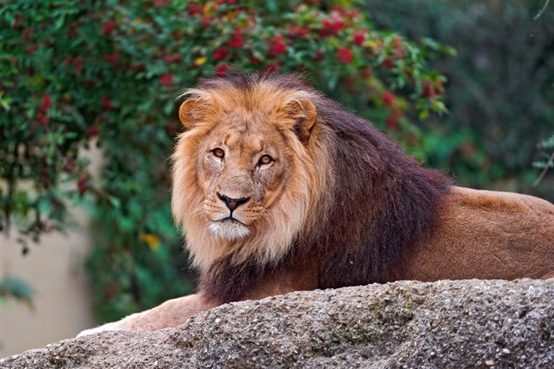 Картинки льва на аву (100 фото) #71