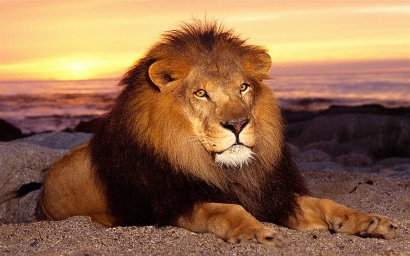 Картинки льва на аву (100 фото) #92