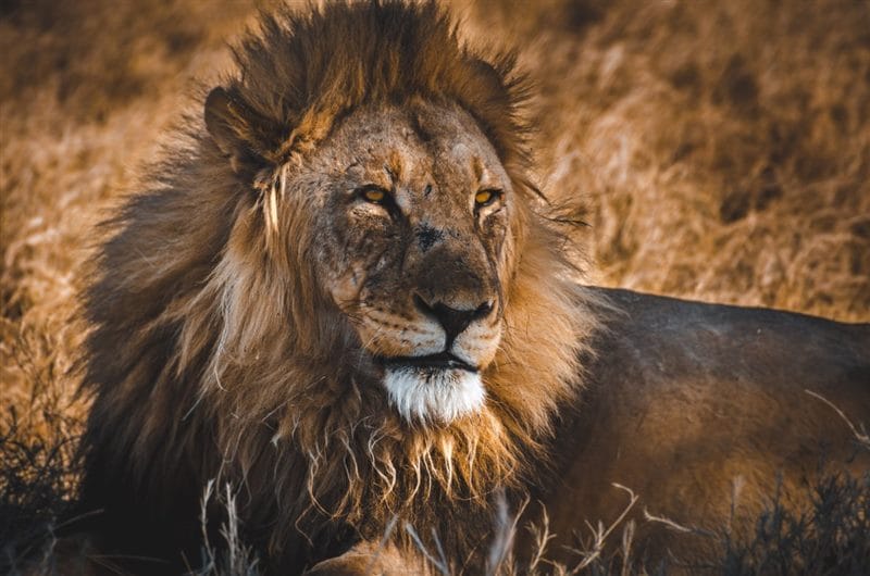 Картинки льва на аву (100 фото) #89