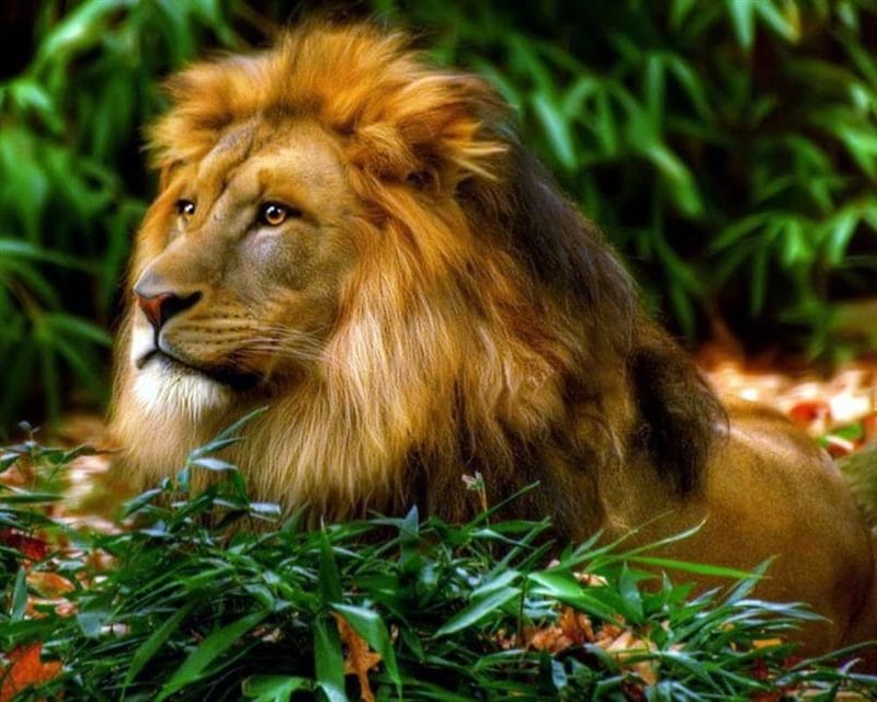 Картинки льва на аву (100 фото) #95