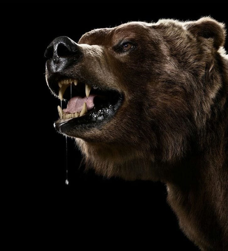 Картинки медведя на аву (100 фото) #66