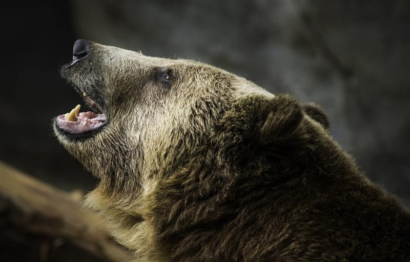 Картинки медведя на аву (100 фото) #84