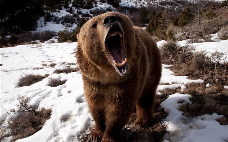 Картинки медведя на аву (100 фото) #61