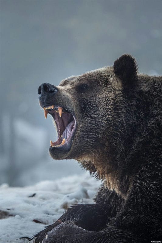 Картинки медведя на аву (100 фото) #65