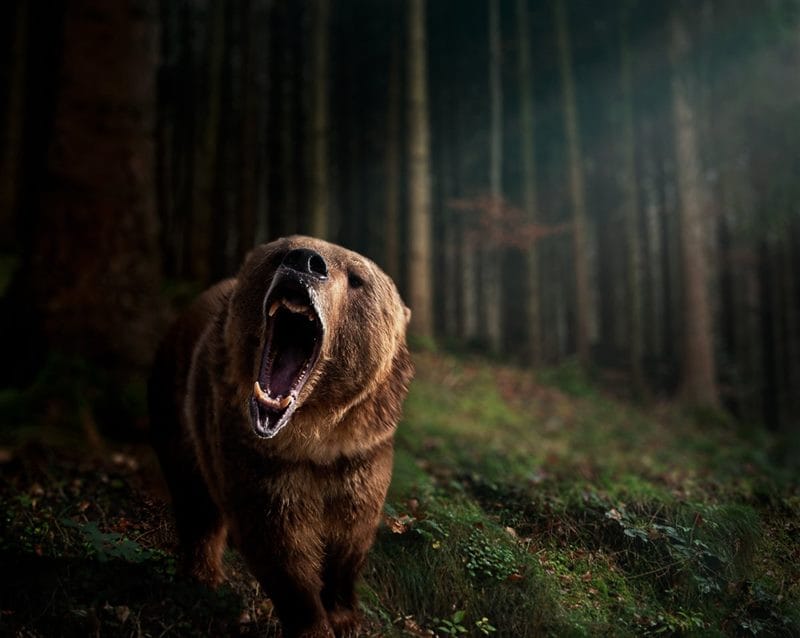 Картинки медведя на аву (100 фото) #76