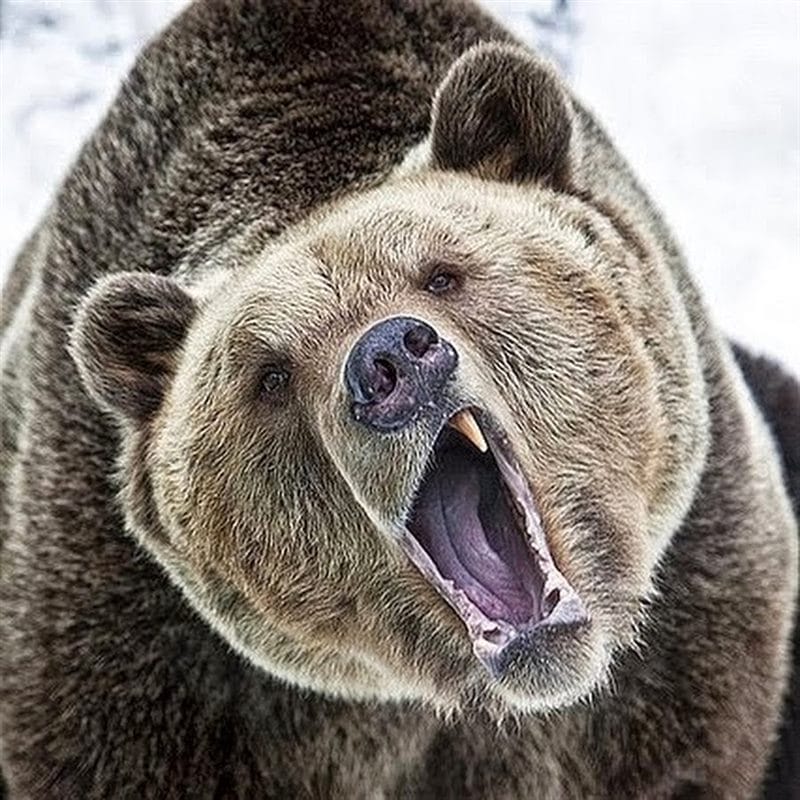 Картинки медведя на аву (100 фото) #53