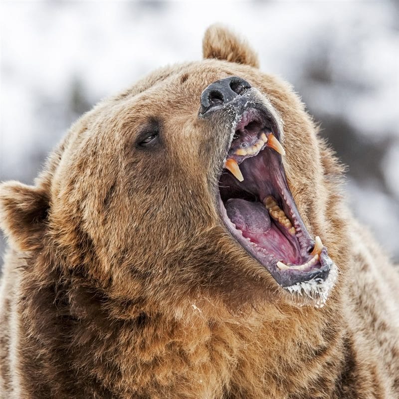 Картинки медведя на аву (100 фото) #67