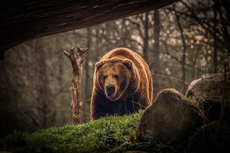 Картинки медведя на аву (100 фото) #83