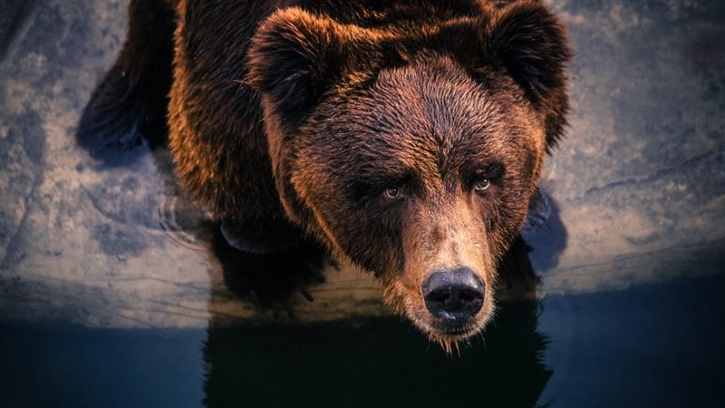 Картинки медведя на аву (100 фото) #79