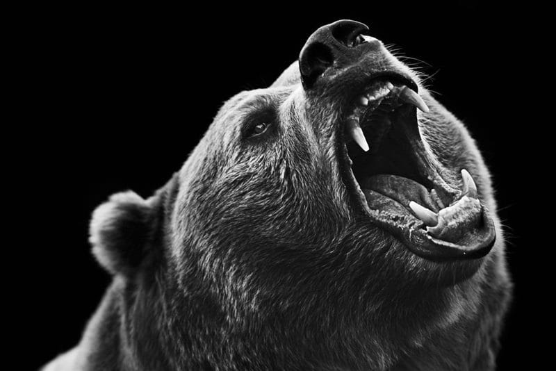 Картинки медведя на аву (100 фото) #75