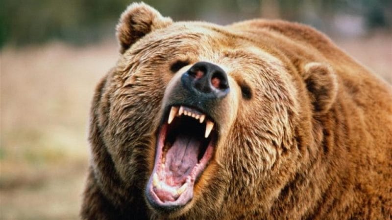 Картинки медведя на аву (100 фото) #77