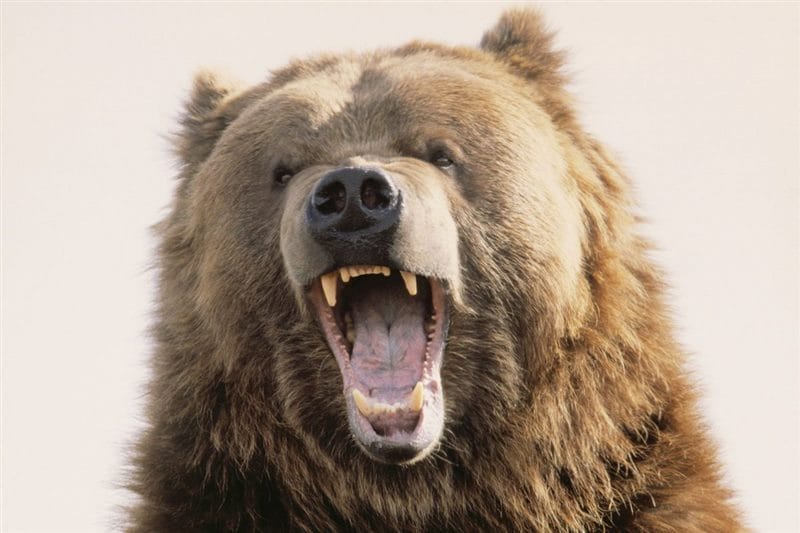 Картинки медведя на аву (100 фото) #81
