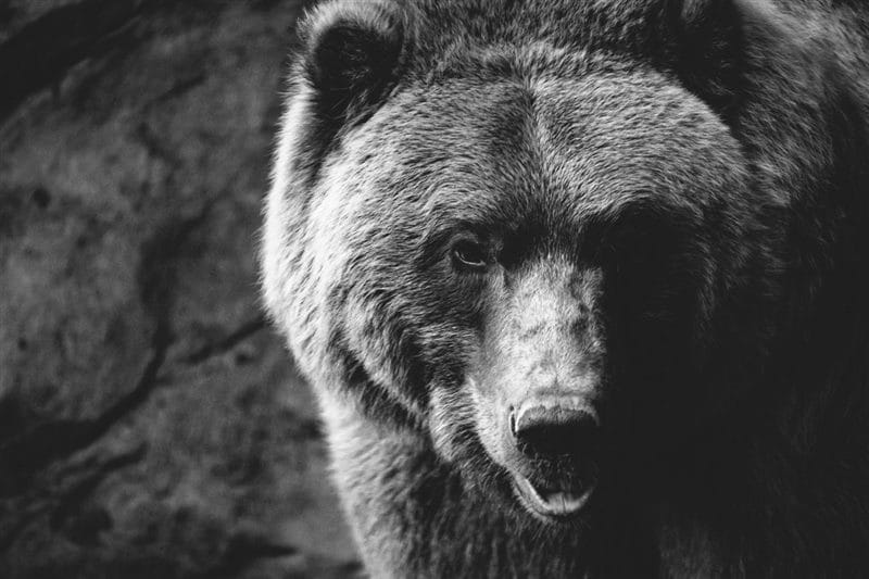 Картинки медведя на аву (100 фото) #97