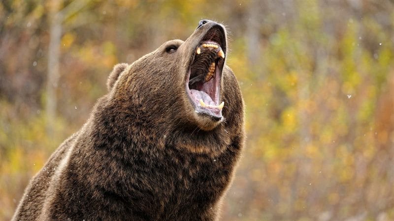 Картинки медведя на аву (100 фото) #93