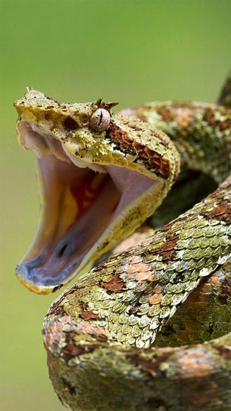 Картинки змеи на аву (100 фото) #51