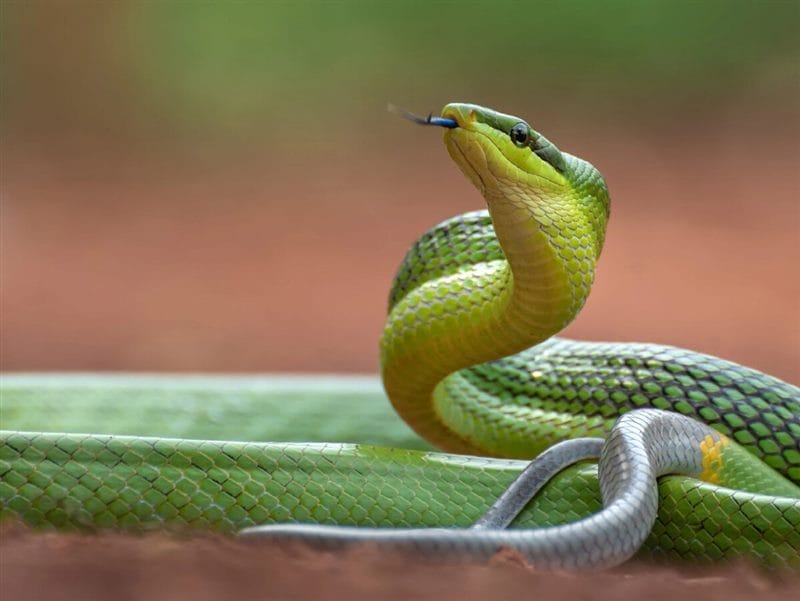 Картинки змеи на аву (100 фото) #91