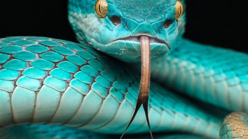 Картинки змеи на аву (100 фото) #82