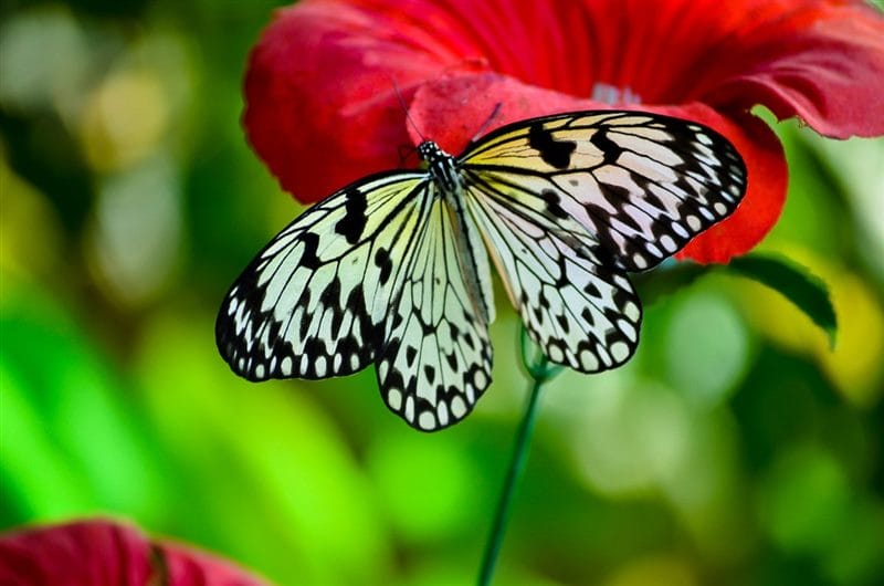 Картинки бабочек на аву (100 фото) #57