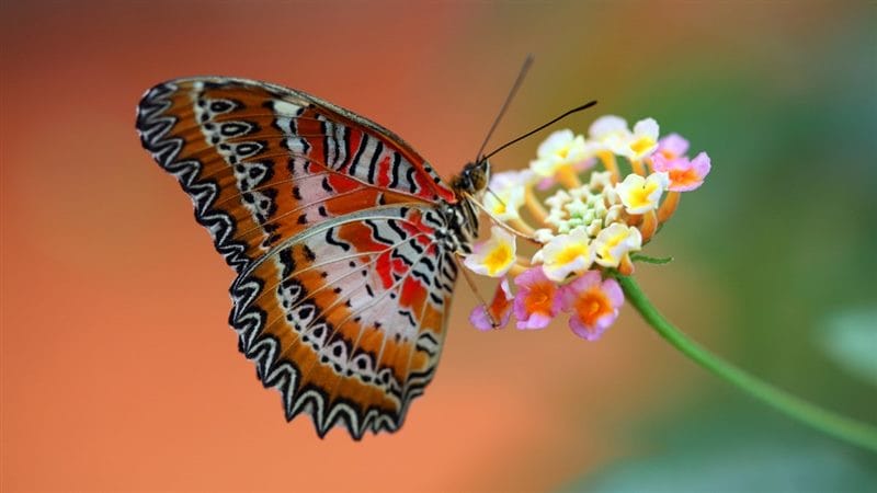 Картинки бабочек на аву (100 фото) #75