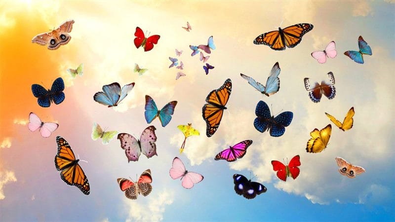Картинки бабочек на аву (100 фото) #58