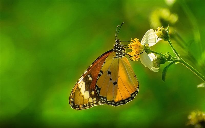 Картинки бабочек на аву (100 фото) #65