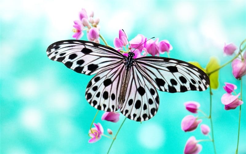 Картинки бабочек на аву (100 фото) #56