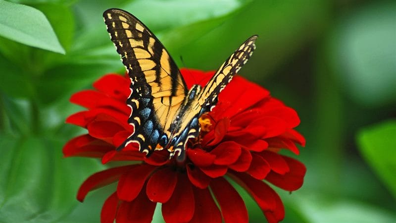 Картинки бабочек на аву (100 фото) #66