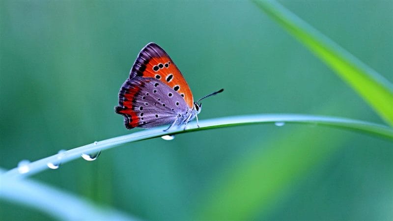 Картинки бабочек на аву (100 фото) #77