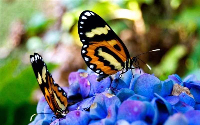 Картинки бабочек на аву (100 фото) #55