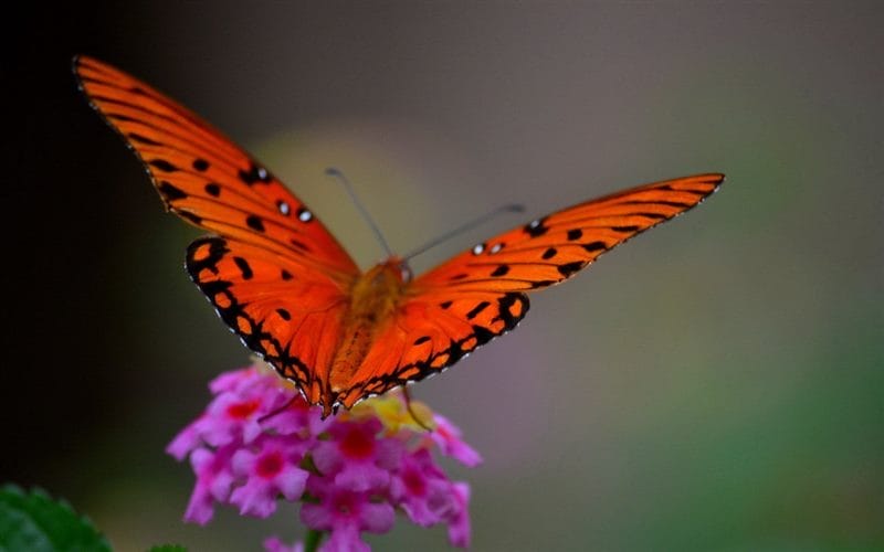 Картинки бабочек на аву (100 фото) #74