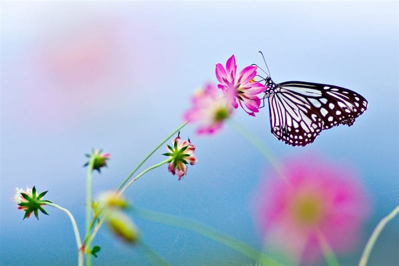 Картинки бабочек на аву (100 фото) #71