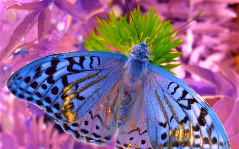 Картинки бабочек на аву (100 фото) #94