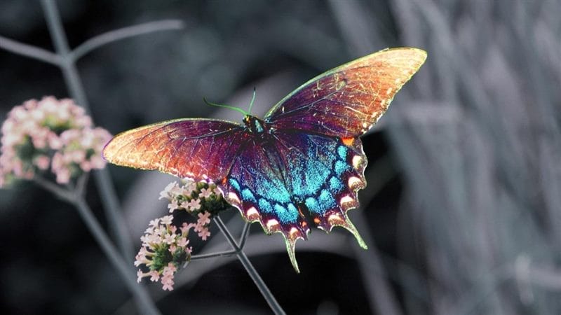 Картинки бабочек на аву (100 фото) #60