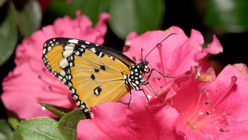 Картинки бабочек на аву (100 фото) #61