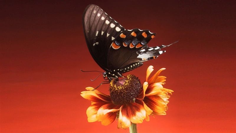Картинки бабочек на аву (100 фото) #67