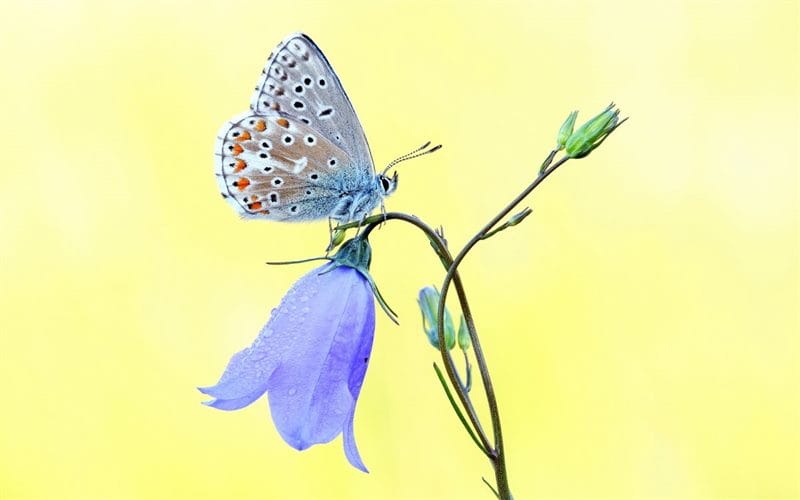 Картинки бабочек на аву (100 фото) #84