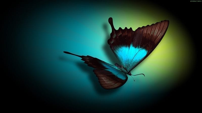 Картинки бабочек на аву (100 фото) #89