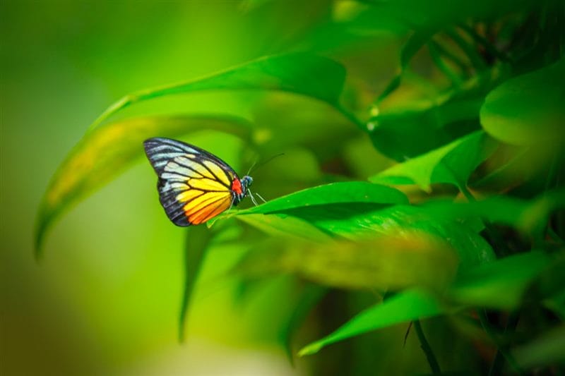 Картинки бабочек на аву (100 фото) #87