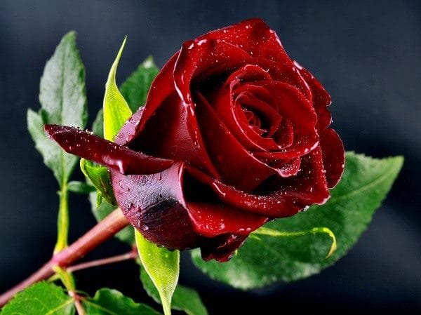 Картинки розы на аву (100 фото) #1