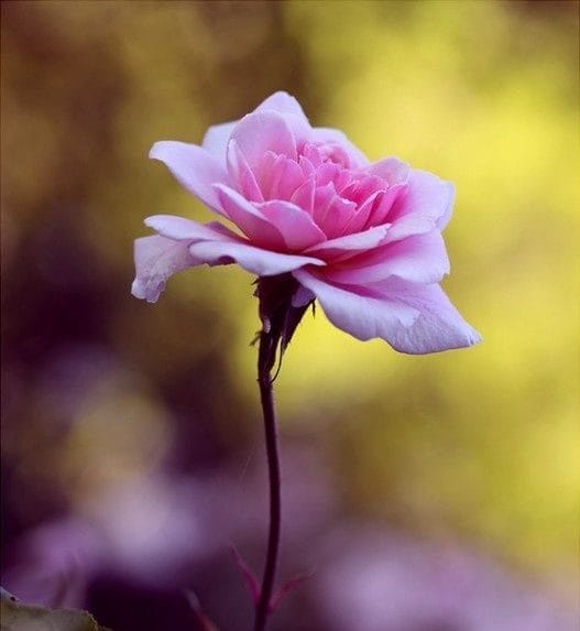 Картинки розы на аву (100 фото) #38