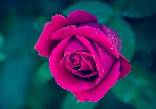 Картинки розы на аву (100 фото) #41