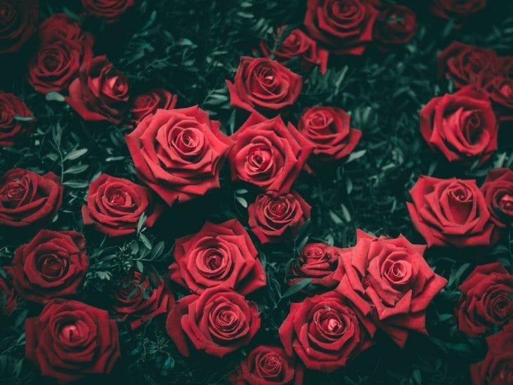 Картинки розы на аву (100 фото) #32