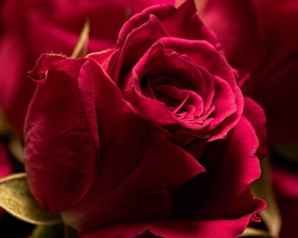 Картинки розы на аву (100 фото) #34