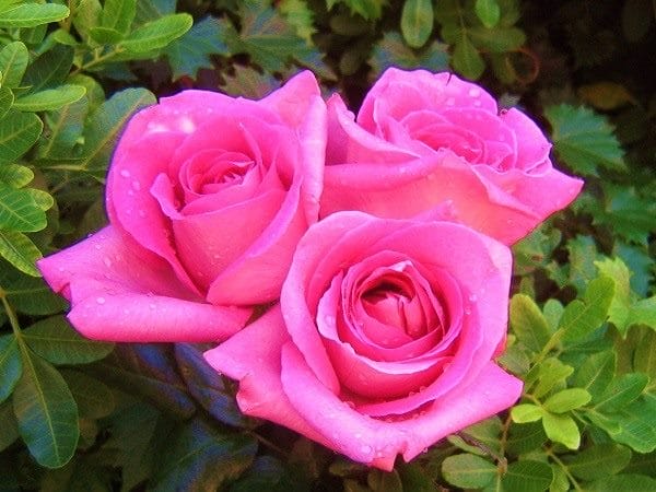 Картинки розы на аву (100 фото) #47
