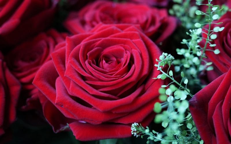Картинки розы на аву (100 фото) #69