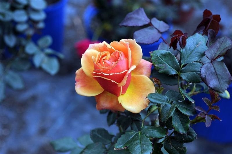 Картинки розы на аву (100 фото) #70